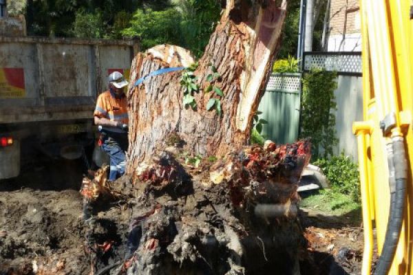 removal-tree-stumpFED4CE7E-A2B8-EC4E-4E09-B12FCF64F92C.jpg