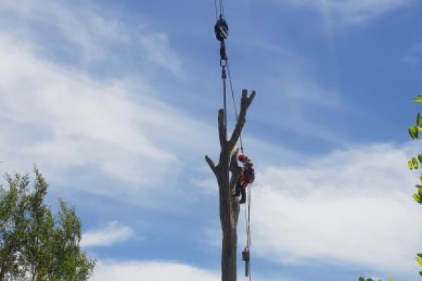tree-removalE4C641C6-646E-F1CE-A064-38ECC4DEC557.jpg